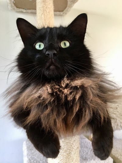 黑色和褐色短毛猫
